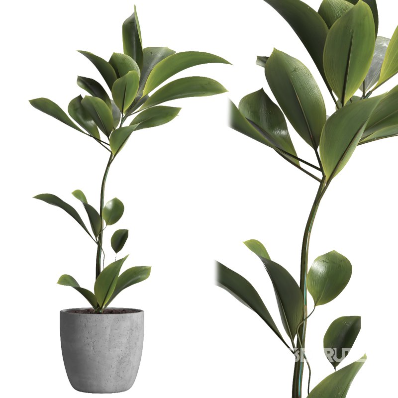 indoor plant 023 Image 2