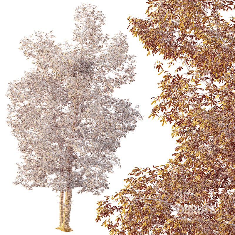 AV Plants Carya Glabra Ovalis Caryer Rouge Hickory04 Image 4