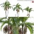Archontophoenix cunninghamiana – King Palm – 01 - Thumbnail 1