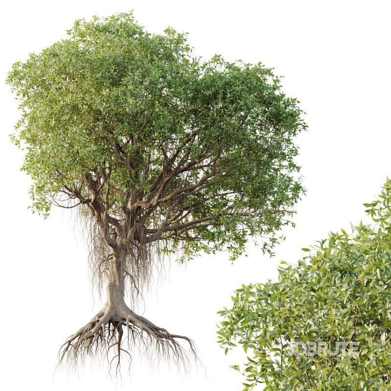 AV Plants Mangrove Gray Avicennia Marina Image 2