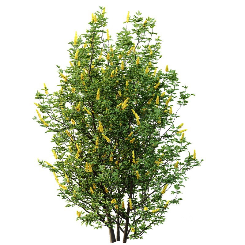 romneya coulter Argyrocytisus battandieri Tibouchina Semidecandra Plant Image 4