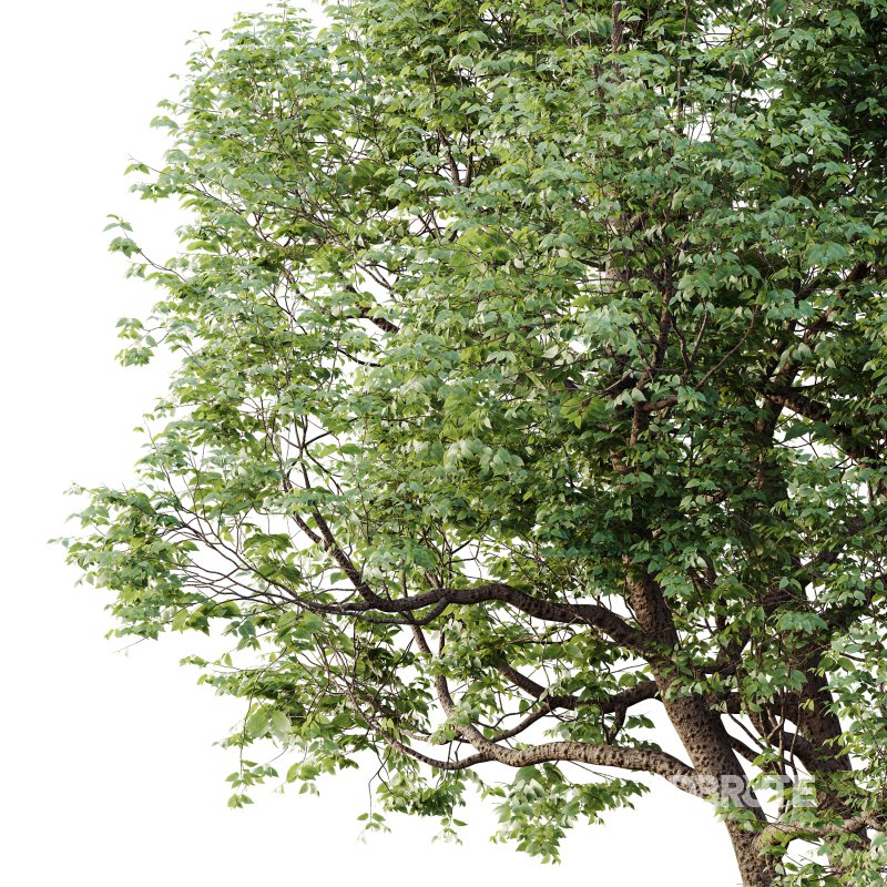 AV Plants Celtis laevigata Sugarberry Hackberry02 Image 2