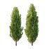 Italian Cypress Tree 4 - Thumbnail 2