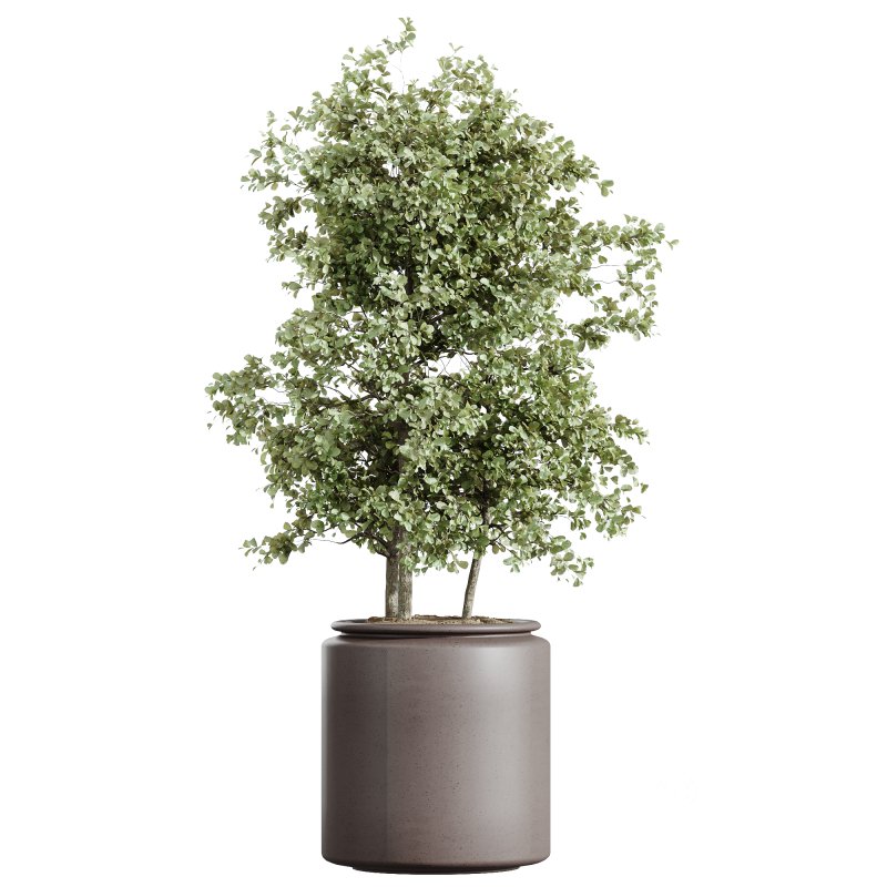 AV Indoor Plants Set 243 Swiss Cheese and Mission Olive and Bird Of Paradise and Ficus African Fig Image 5