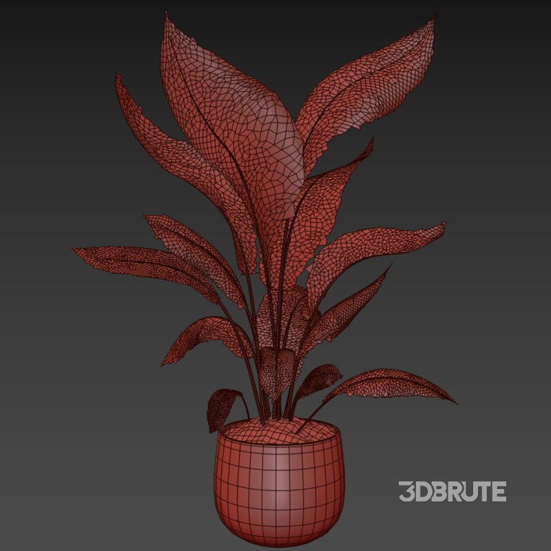 Indoor plant 016 Image 4