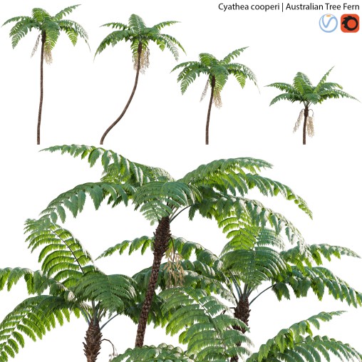 Cyathea cooperi – Australian Tree Fern – 02