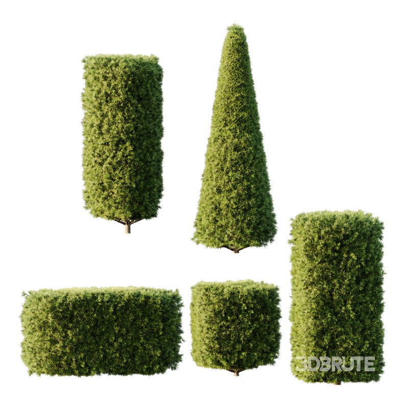 Pinus Mugo Bush002 Image 4