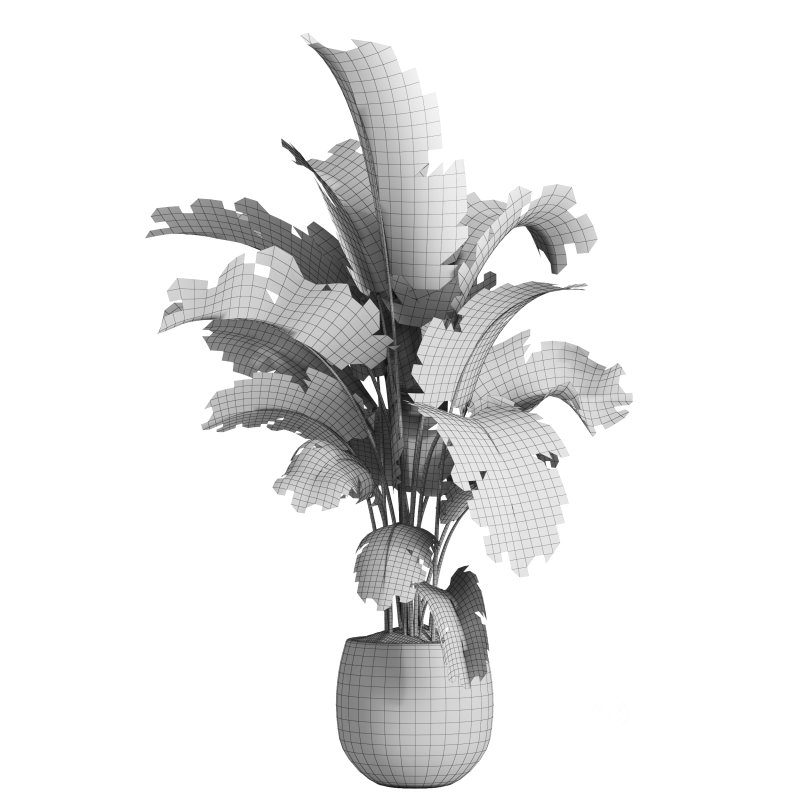 indoor plant 036 Image 5