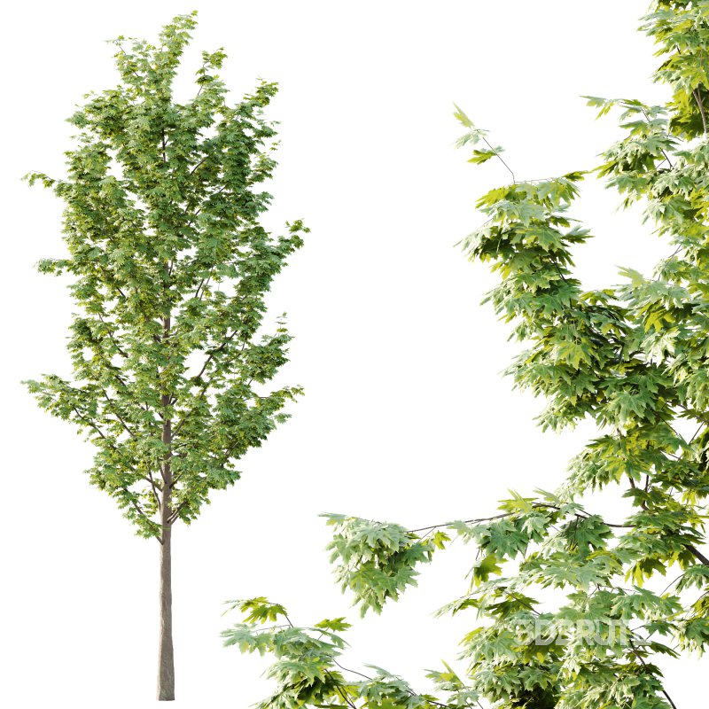 Acer Pseudoplatanus Tree 04 Image 2