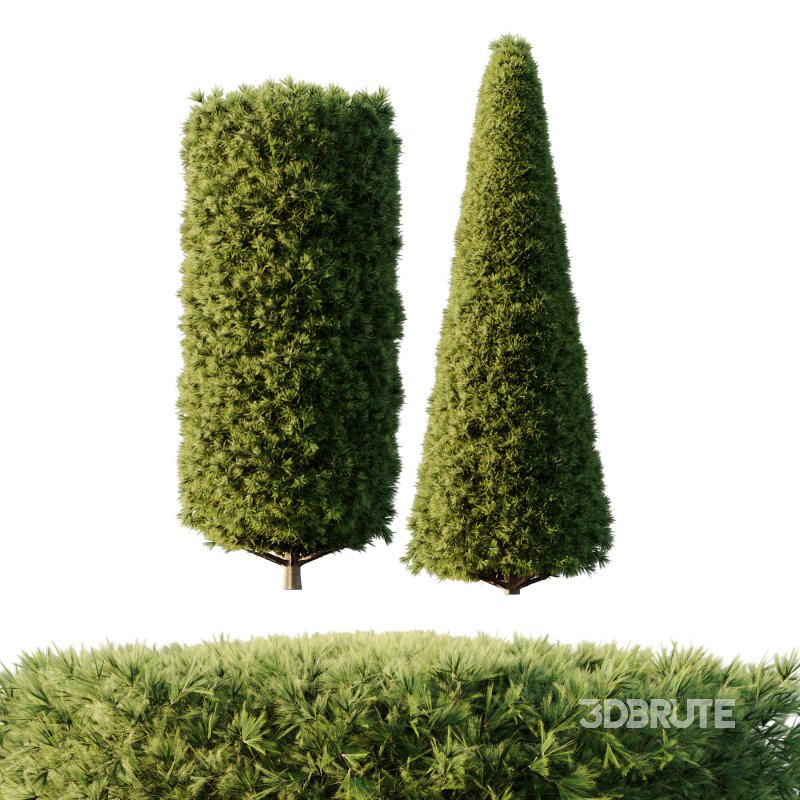 Pinus Mugo Bush002 Image 6