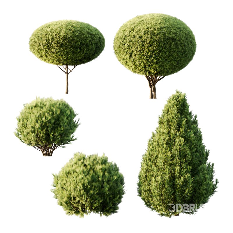 Pinus Mugo Bush0022 Image 3