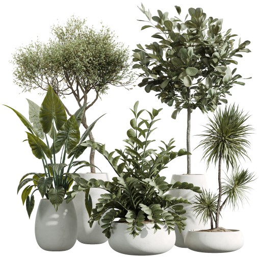 AV Indoor Plants Set 244 Ficus Indian Spineless Yucca Zamiifolia Mission Olive Alocasia