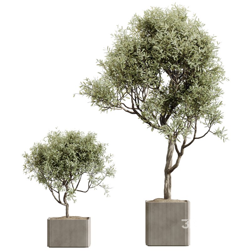 AV Indoor Plants Set 239 Mission Chemlali Olive Spineless Palm Lemon Cane Paradise Image 4