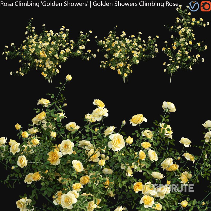 Rosa Climbing Golden Showers – Golden Showers Climbing Rose 01 Image 1