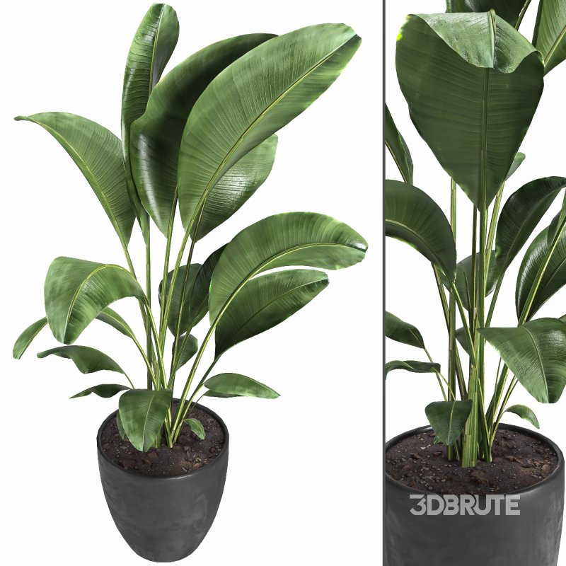 Indoor plant 10 Image 2