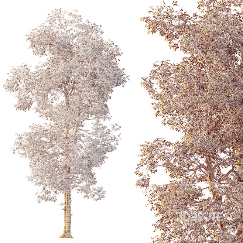 AV Plants Carya Glabra Ovalis Caryer Rouge Hickory02 Image 4