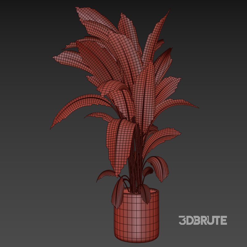 indoor plant 031 Image 5