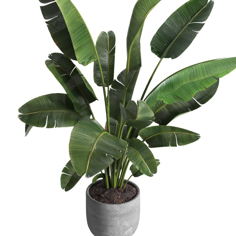 indoor plant 030 Image 4