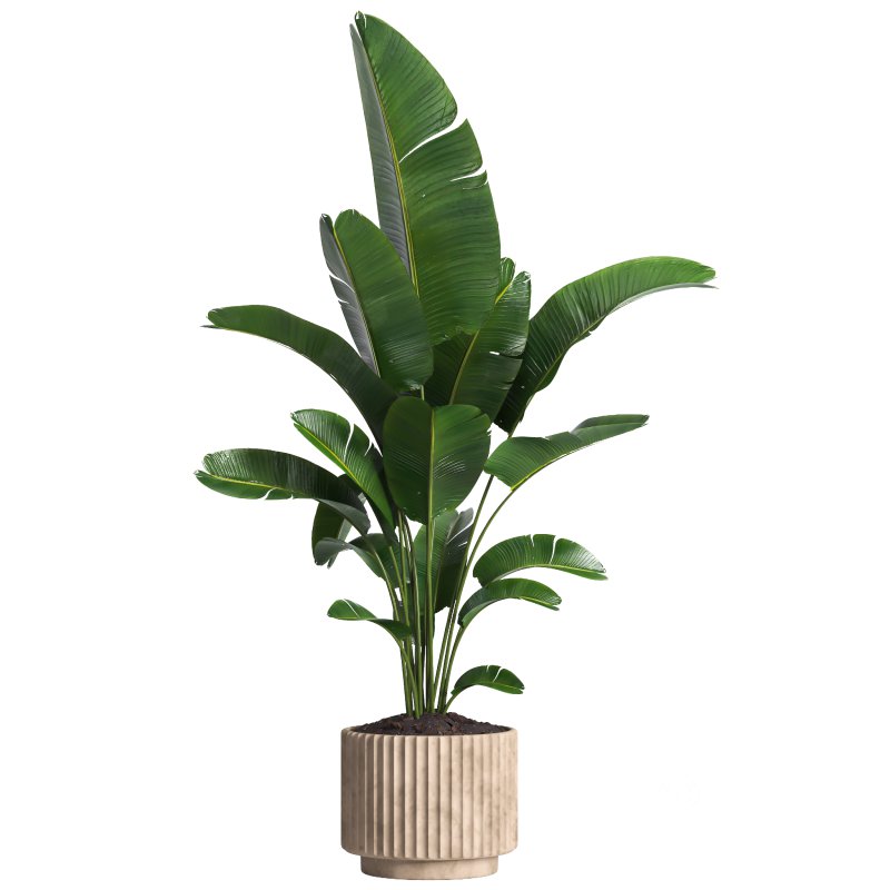 Indoor plant 017 Image 3