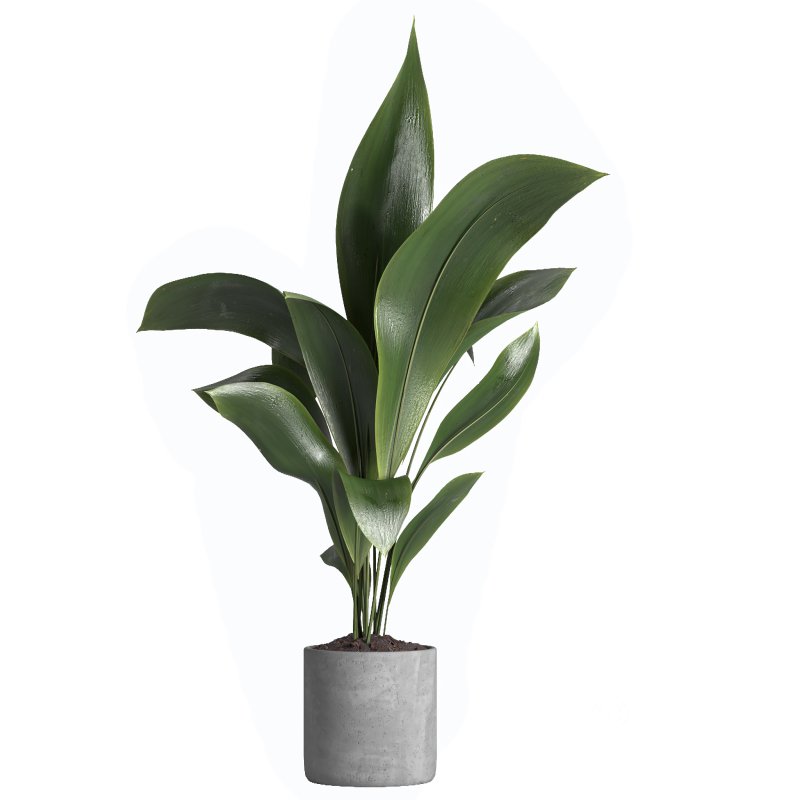 indoor plant 021 Image 3