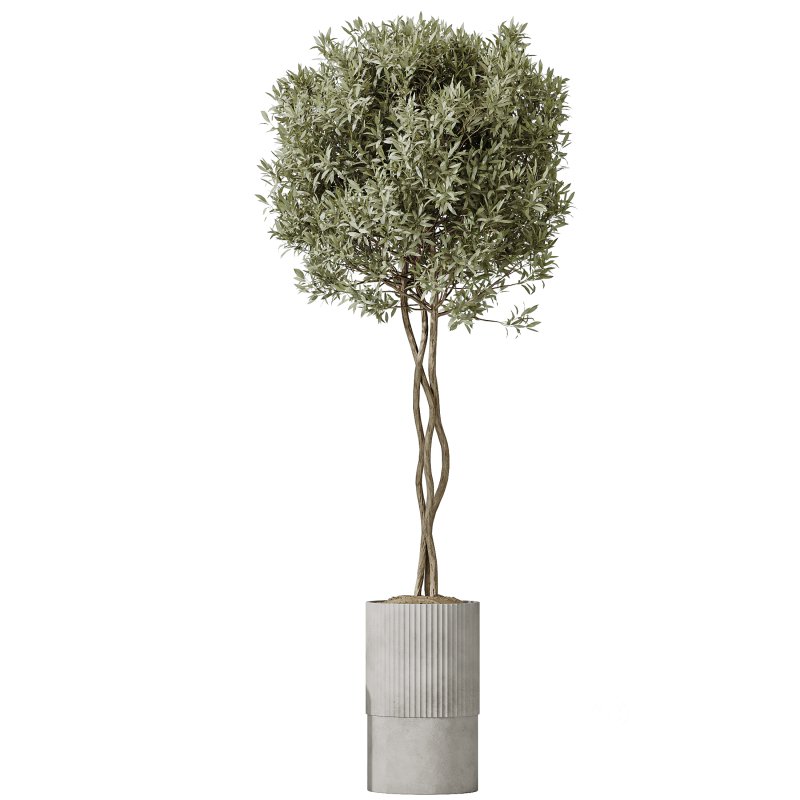 AV Indoor Plants Set 245 Bird Of Paradise Lime Cane Olive Branche Cast Iron Plant Image 1