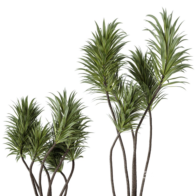 AV Indoor Plants Set 240 China Orange Tree and Spineless Palm and Peace Lily and Mission Olive Image 1