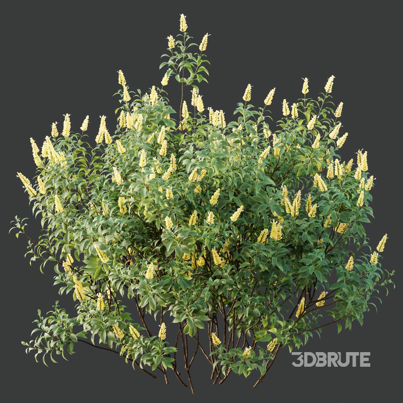 AV Spring bushes Kapebonavista Lutea Golden Shrimp and Phillyrea Rosemarinifolia Nana Image 4