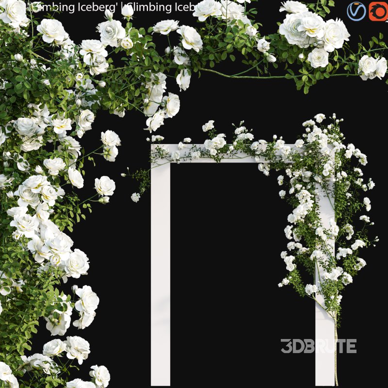 Climbing Iceberg Rose 01 Image 1