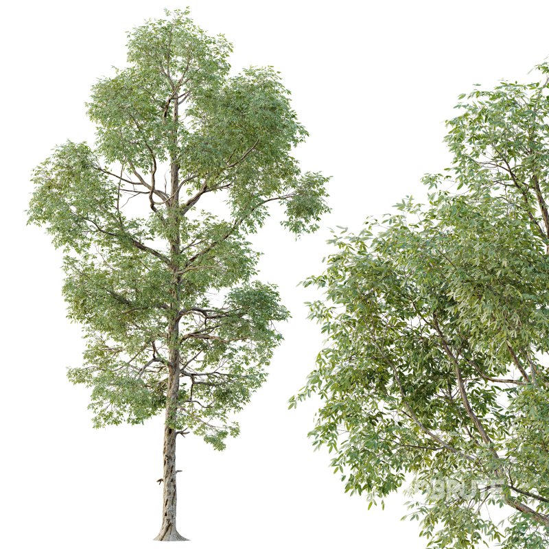AV Plants Carya Glabra Ovalis Caryer Rouge Hickory Image 3