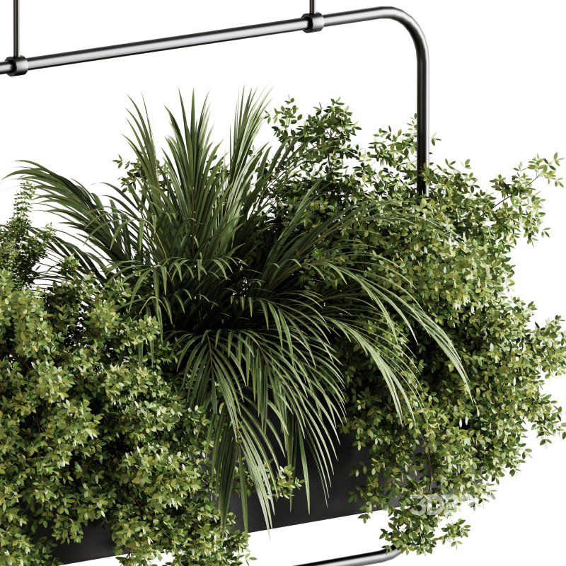 Indoor plants- Hanging Plants in Box- set178 Image 1