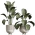 AV Indoor Plants Set 237 Mission Olive Tree and Calathea Lutea Cuban Cigar - Thumbnail 3