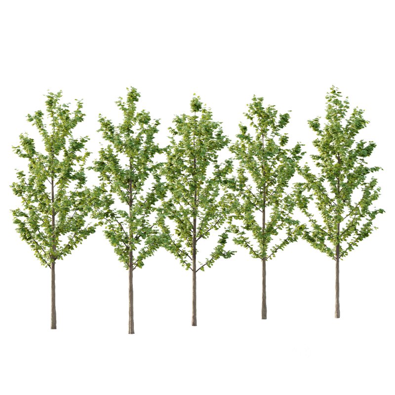 Acer Pseudoplatanus Tree 03 Image 4