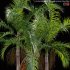 Archontophoenix cunninghamiana – King Palm – 01 - Thumbnail 2