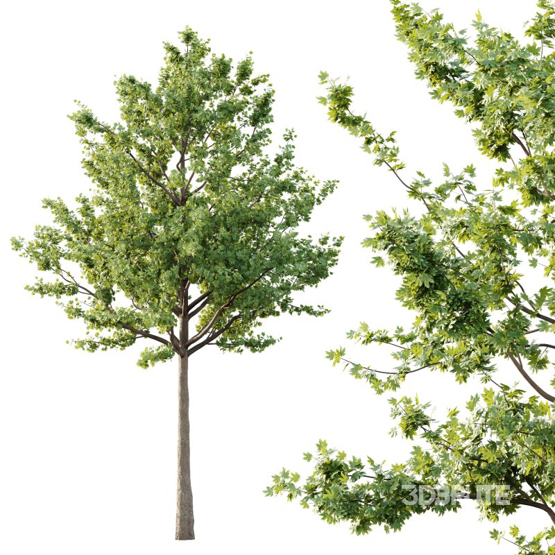 Acer Pseudoplatanus Tree 02 Image 4