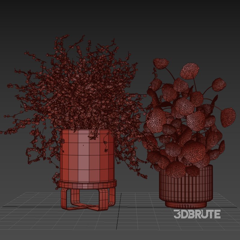 Indoor plant 011 Image 4