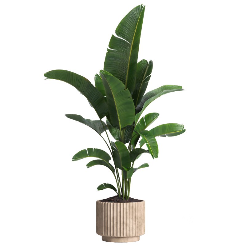 Indoor plant 017 Image 1