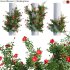 Rosa Altissimo | Climbing Rose 02 - Thumbnail 1