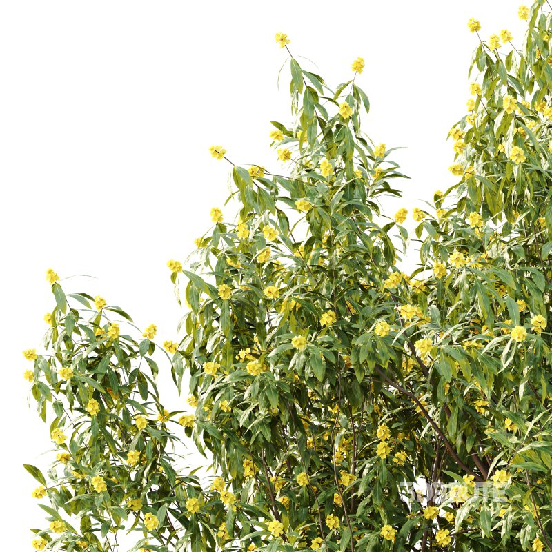 Water Gum Tree 03 Image 5