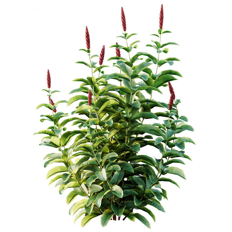 ntal richness. The Rhododendrons burst with densely packed floral spheres in rich pink, purple, and blue tones, while the Crape Ginger displays upward-pointing crimson buds atop lush, lance-shaped foliage. Image 3