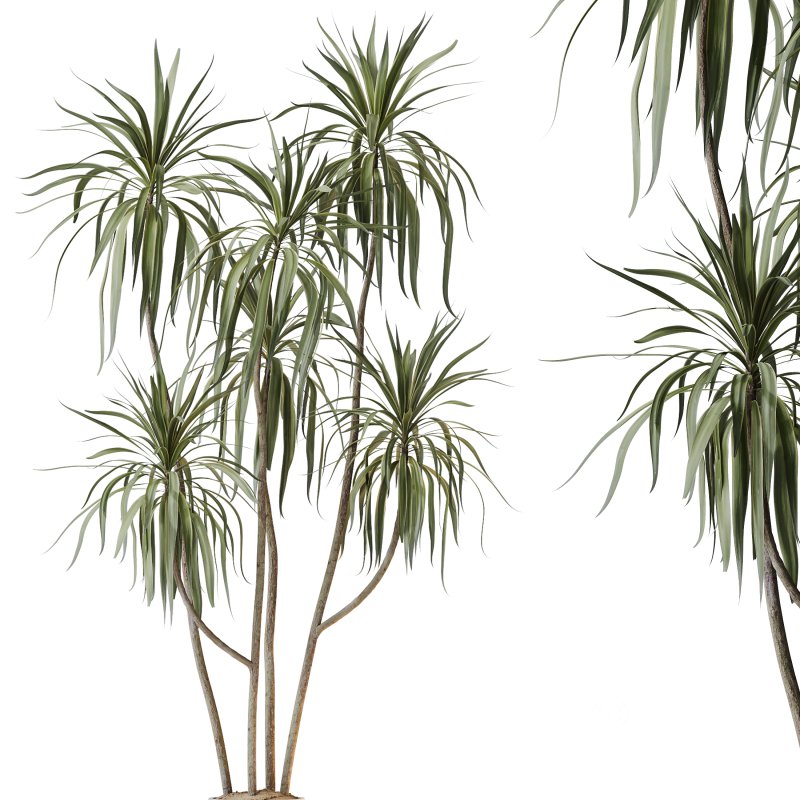 AV Indoor Plants Set 245 Bird Of Paradise Lime Cane Olive Branche Cast Iron Plant Image 2