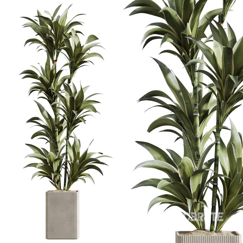 AV Indoor Plants Set 239 Mission Chemlali Olive Spineless Palm Lemon Cane Paradise Image 2