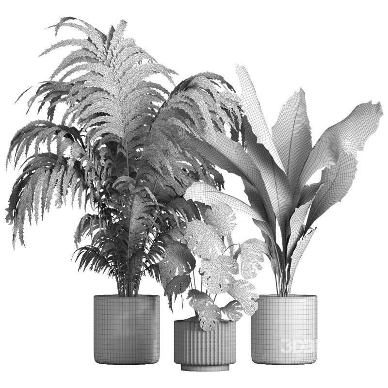 indoor plant 034 Image 6