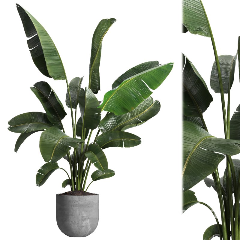 indoor plant 030 Image 1