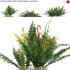 Prickly Shield Fern – Polystichum vestitum – 02 - Thumbnail 1