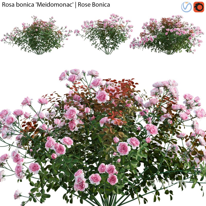 Rose | Rosa bonica Meidomonac | Rose Bonica – 01 Image 1