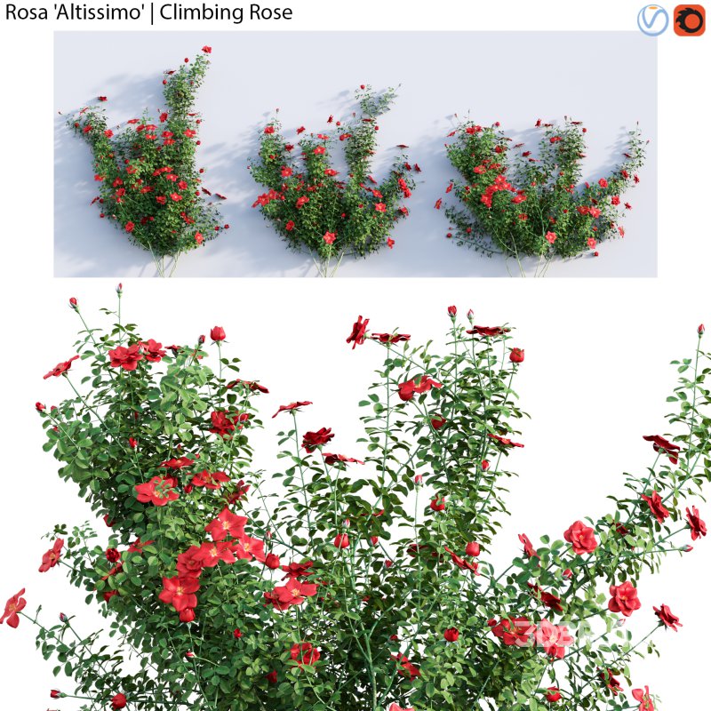 Rosa Altissimo | Climbing Rose 01 Image 1