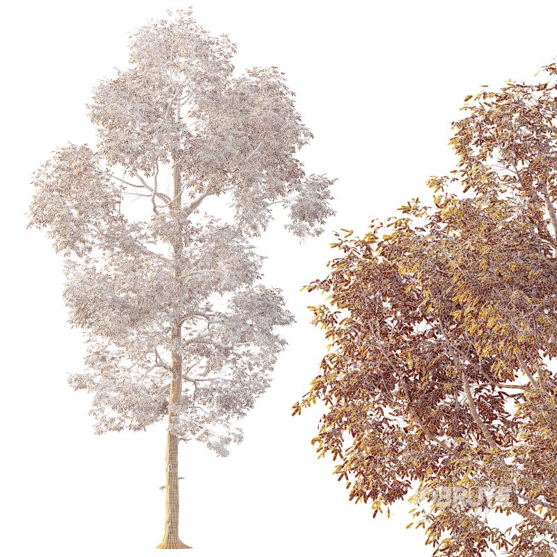 AV Plants Carya Glabra Ovalis Caryer Rouge Hickory Image 4