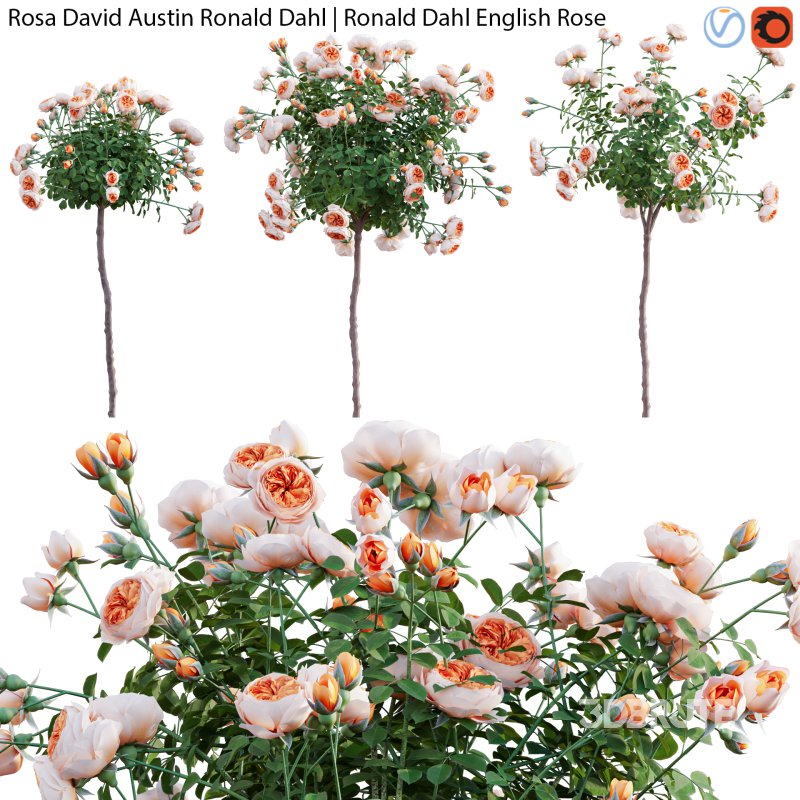 Rosa David Austin Ronald Dahl | Ronald Dahl English Rose – 02 Image 1
