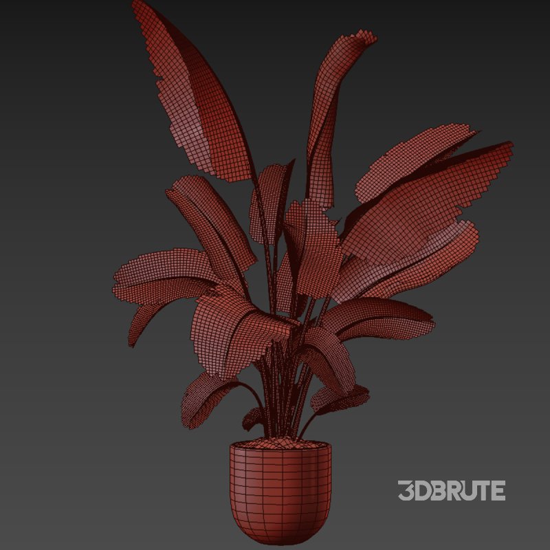 indoor plant 030 Image 5