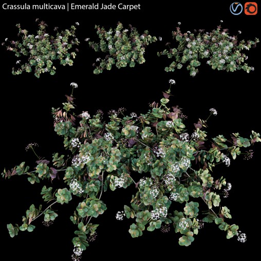 Crassula multicava – Emerald Jade Carpet – 01